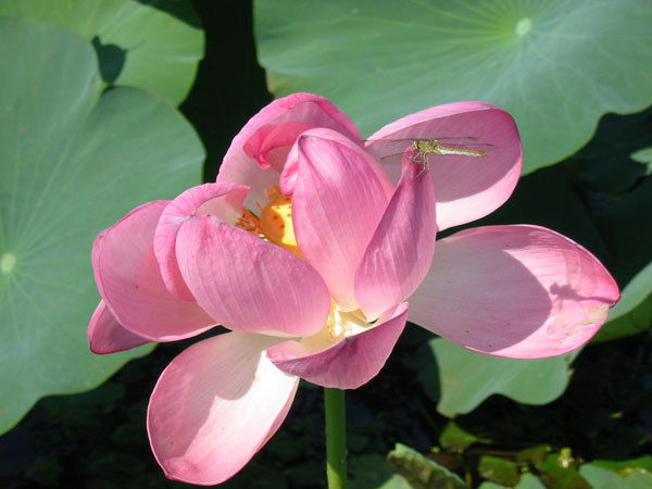 Людмила Пегова