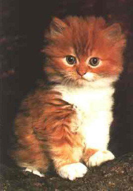 Юлия Журавлева