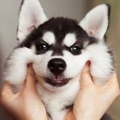 Софья Дорошенко