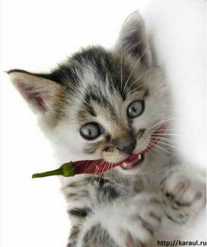 Марина Кожевникова