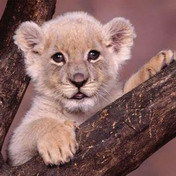 Андрей Фененко