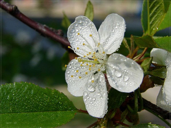 Ирина Хусаинова