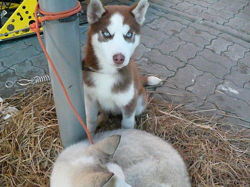 Елена Бондарева