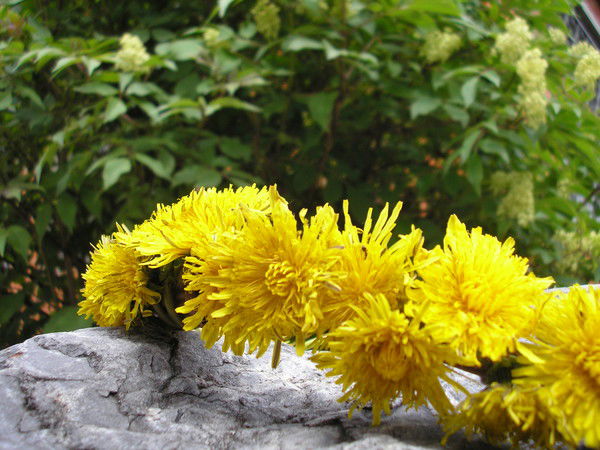 Лилия Петрова