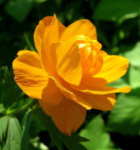 Натали Кучина