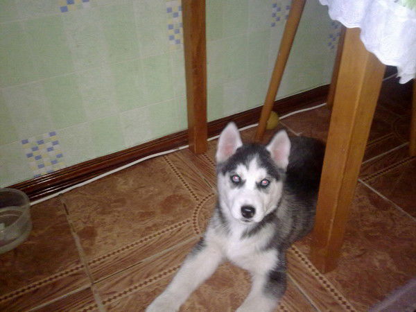 Вячеслав Леиба