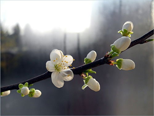 Елена Кубай