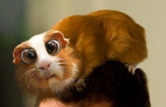 Ниночка Киргуду