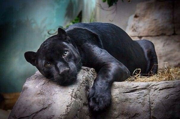 Риза Ескалиева