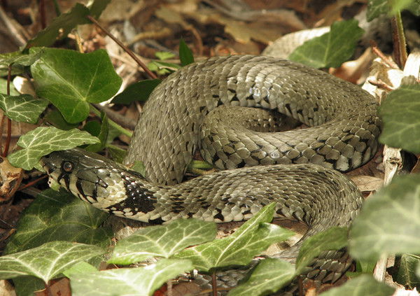 Ирина Шарамко