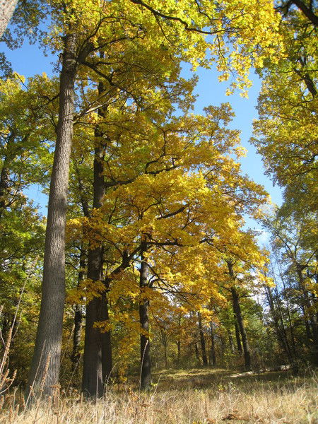 Строитель Информ