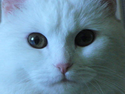 Александра Дидуль