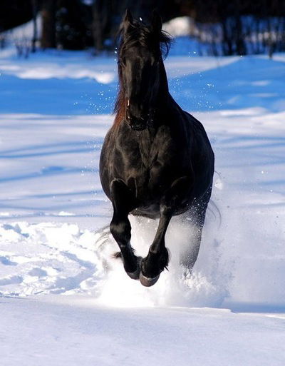 Виктор Бурин