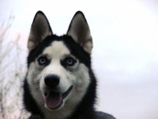 Дарья Басан