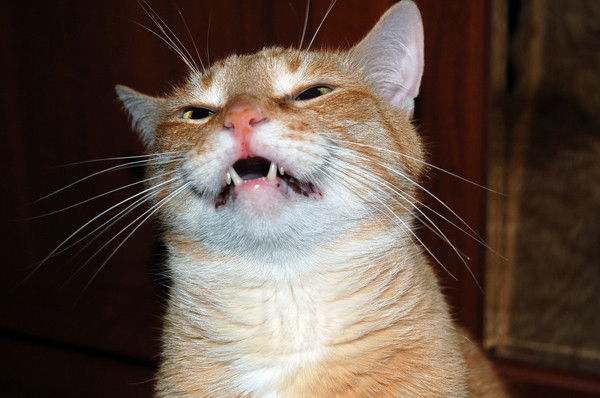 Петрович ***********