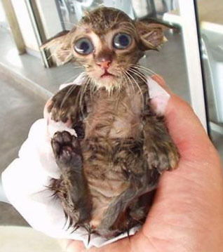 Павел Ковалев