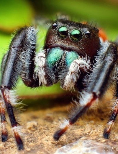 Миха Левченко