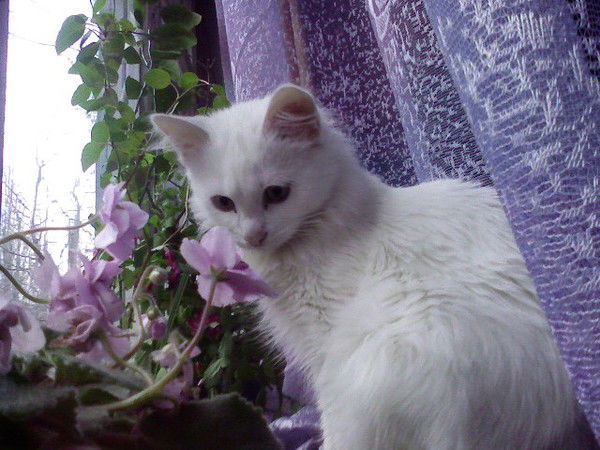 Светик Семицветик