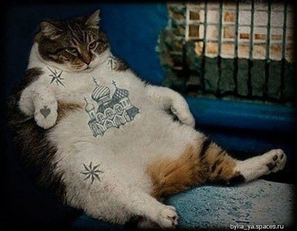 Котяра Гламурный