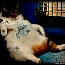 Котяра Гламурный