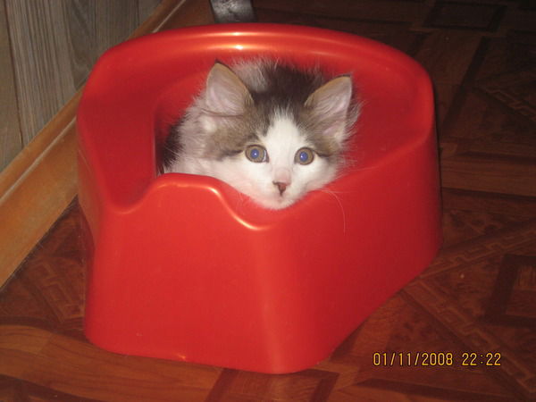 Светлана Сороколетова