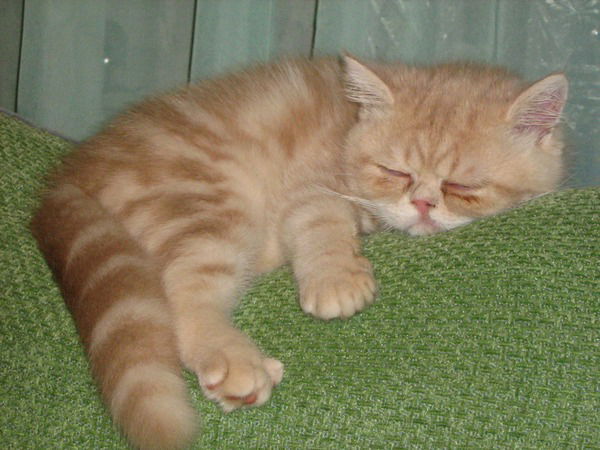 Наталия Медведева