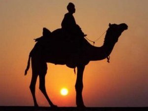 Golden Camel Tourism