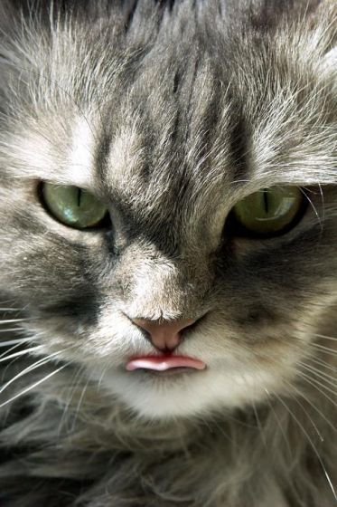 Ирина Григорьева