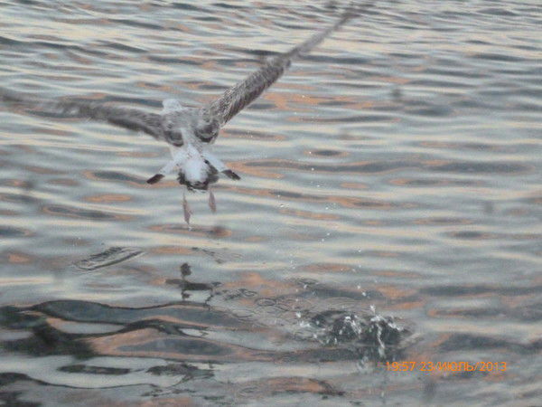 Виталик Иванов