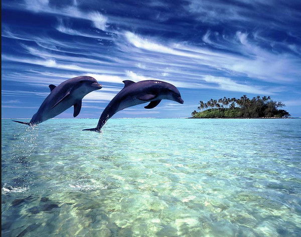 Елена Трубицына