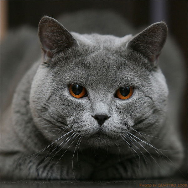 Андрей Баландин