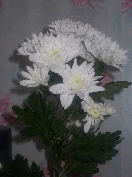 Ольга Владимировна