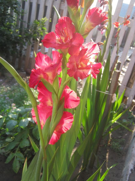 Марфутка Чебурашка