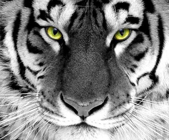 Екатерина Жулёва