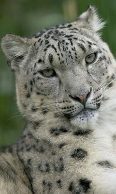 Alexandr Luboshnikov