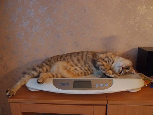 Галина Кошурникова