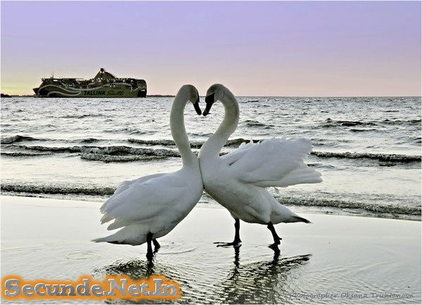 Ногинская Автоколонна