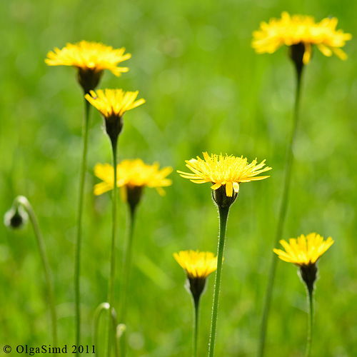 Тамара Олейник