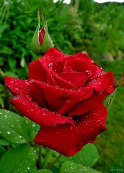 Ирина Соловьёва