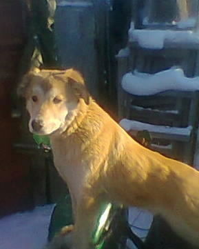 Рафаил Гарифулин