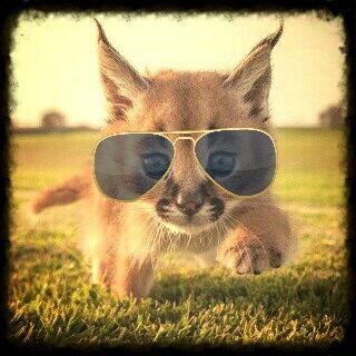 Елизавета Карлина