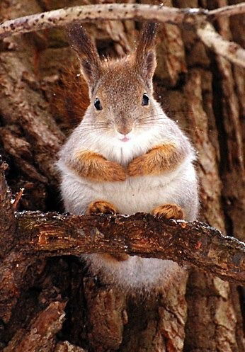 Белка Просто Белка