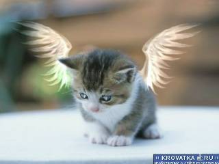 Николай Шутов