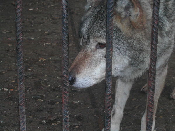 Семен Иванов