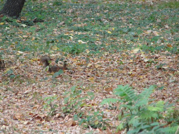 Генадий Викторович