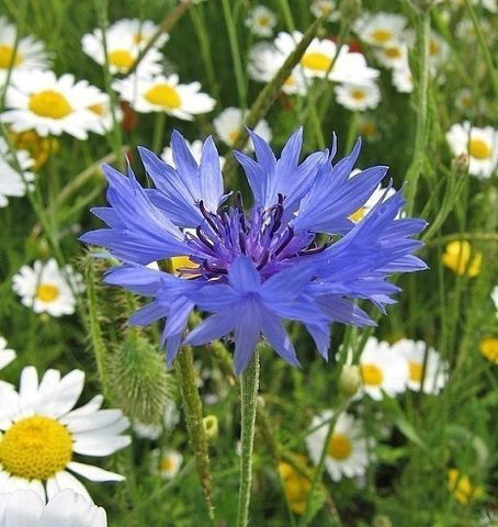 Ника Успехова