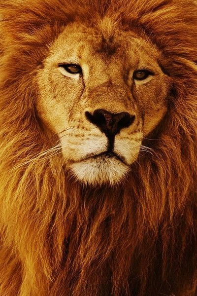 Ольга Сечеляну