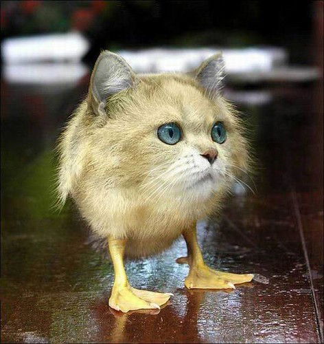 Кристина Шок