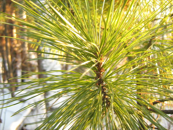 Ирина Диброва