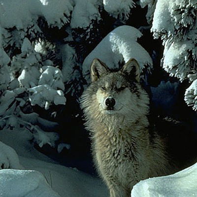 Даша Артамонова